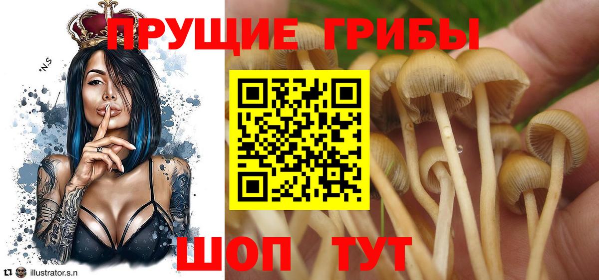 Асино  Псилоцибиновые грибы Magic Shrooms  хочу   Вход с VPN 